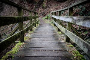 Down Wooden Stairs in Forest