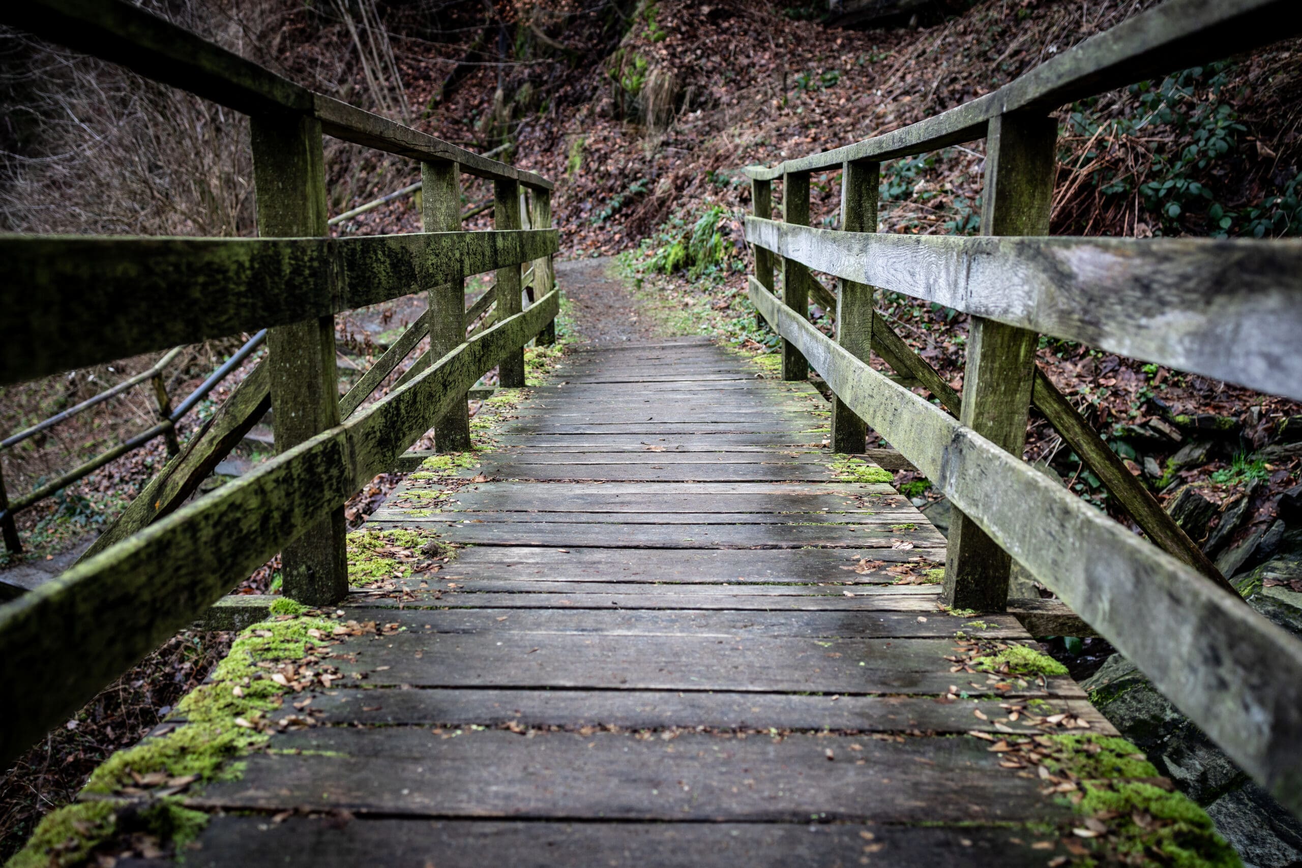 Down Wooden Stairs in Forest